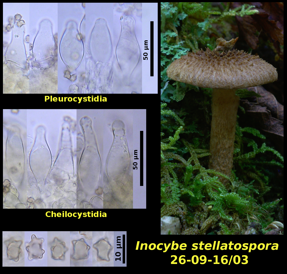 Picture of Inocybe stellatospora 26-09-16/03